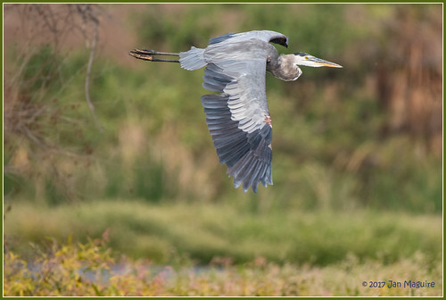 bif greatblueheron pradoregionalpark bird heron wetlands wildlife chino california unitedstates us
