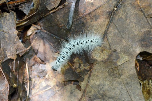 Hickory Tussock
