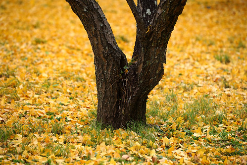 horizontal outdoors colour color winter travel travelling december 2016 vacation canon 5dmkii camera photography oitaprefecture usuki castletown kyushu island japan asia nopeople tree trunk half bare leaves yellow foliage ontheground dof depthoffield colorful field yellowleaves usukipark fallenleaves one