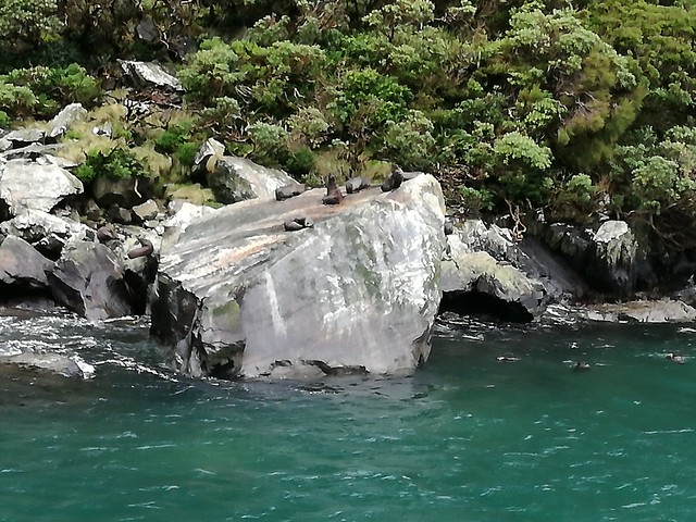 Milford Sound. Recorrido por el fiordo. Camino a los Catlins - NUEVA ZELANDA. POR LA TIERRA DE LA LARGA NUBE BLANCA (8)