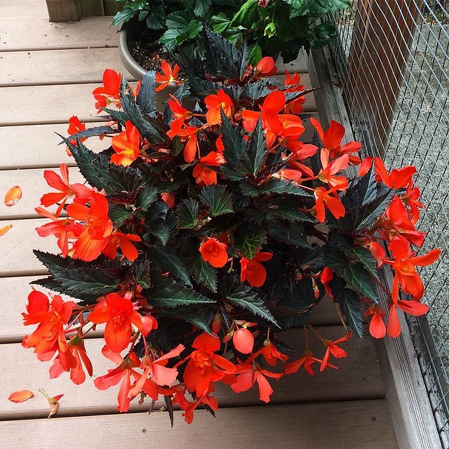 The scarlet begonia is really flourishing! 💥