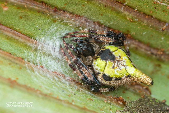 Orb weaver spider (Eriovixia sp.) - DSC_9040