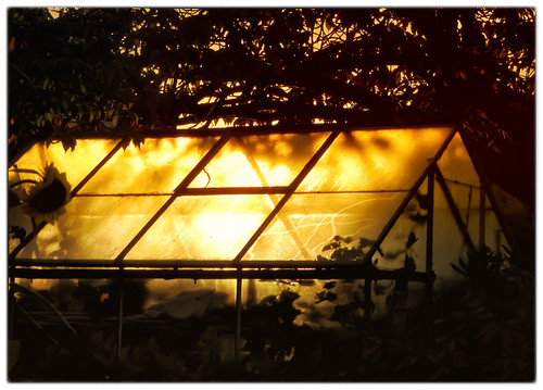 elstead england unitedkingdom gb sunrise greenhouse light