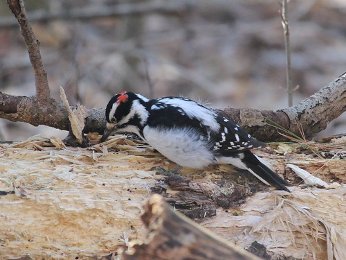 bird hairywoodpecker pickering ontario canada groupcharlie