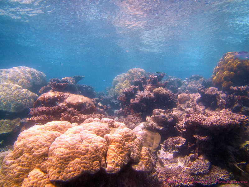 scuba diving1208