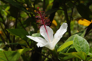 085 Hawaiiaanse hibiscus