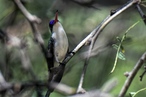 Paton's: Violet-crowned Hummingbird