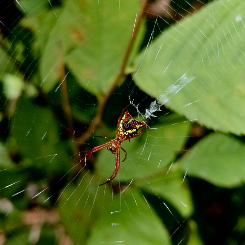 araneidae black micrathena orbweaver red spider yellow howardcounty arkansas