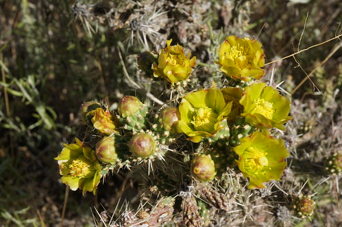 newmexico simoncanyon cholla cactus mtnhc