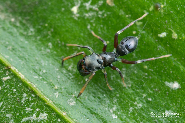 Ant-mimic jumping spider (Myrmarachne sp.) - DSC_7811