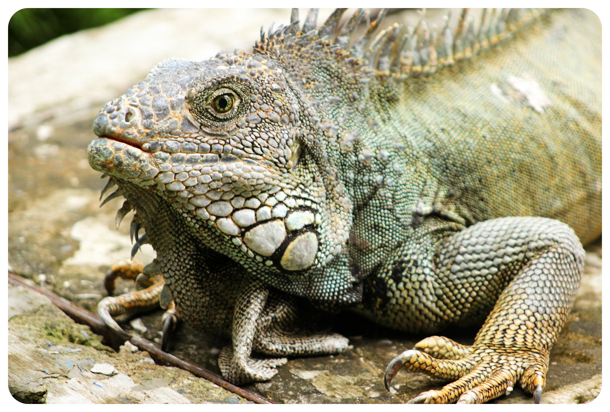guayaquil iguana