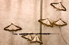 Box Tree Moths (Cydalima perspectalis) - Photo of Montvendre