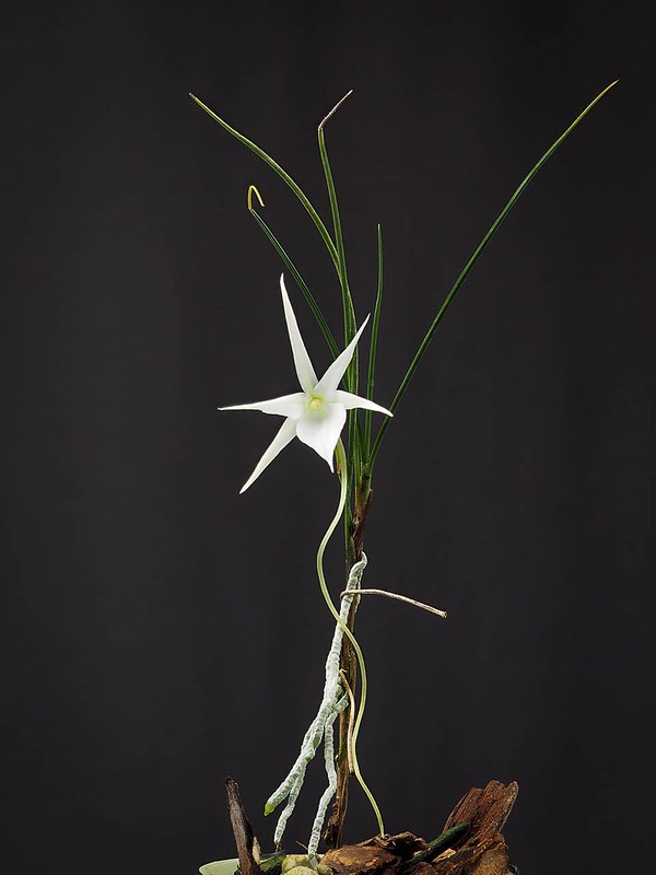 Angraecum popowii (plant)