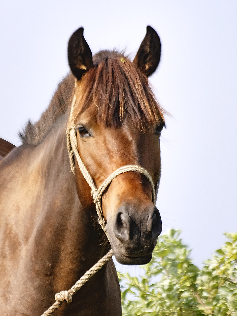 Horse's Portrait