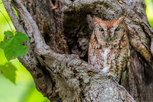 redmorph owl nature eyes wildlife tree cavity easternscreechowl bird raptor nikon d500 screechowl