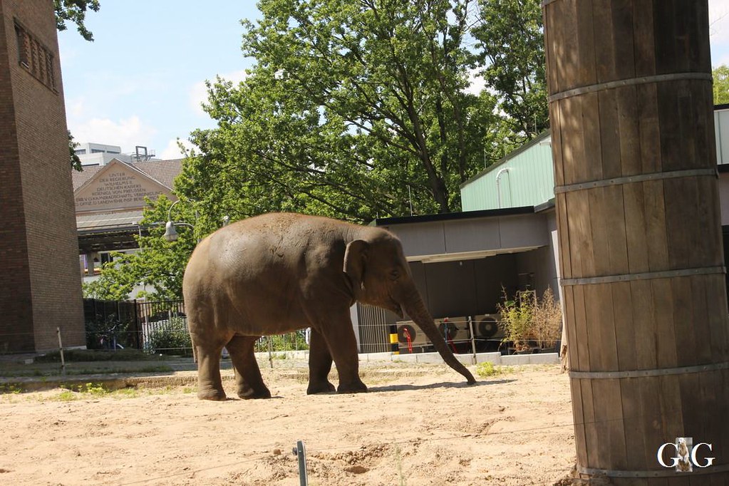Besuch Zoo Berlin 30.07.201749