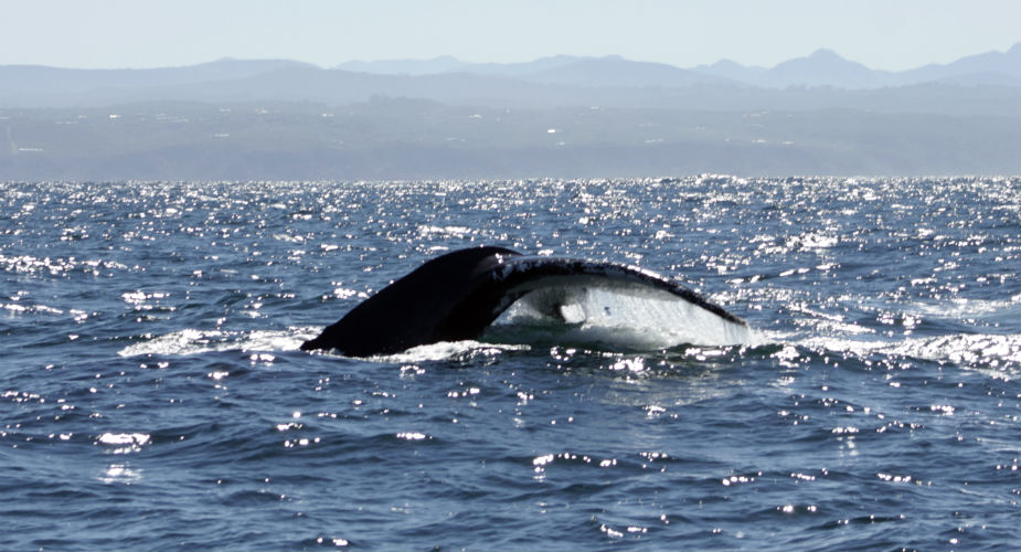 Knysna, Zuid-Afrika: walvissen zien tijdens een tour | Mooistestedentrips.nl
