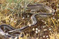 Ladder Snake (Rhinechis scalaris) - Photo of Hérépian