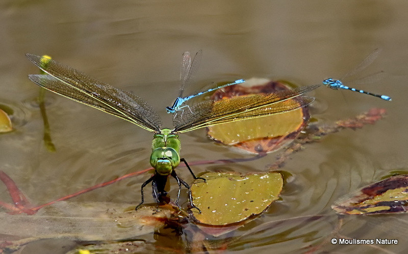 0S8A3706x800. Emperor Dragonfly (Anax imperator) female