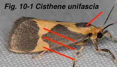 Fig 10-1 Cisthene unifascia TX5451612-Lasley
