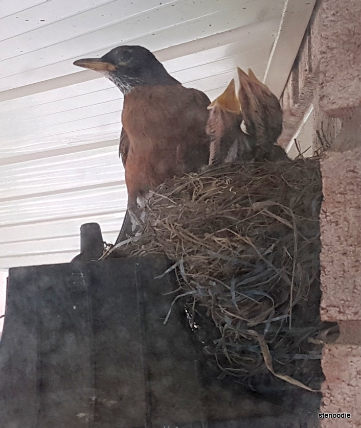  parent robin and babies in nest