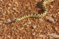 Ladder Snake (Rhinechis scalaris) juvenile showing the ladder pattern on its back (hence the name ...) - Photo of Avène