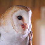 Barn owl 2