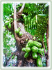 Averrhoa bilimbi (Bilimbi, Bilimbi Tree, Cucumber Tree, Tree Sorrel, Belimbing Asam/Buloh in Malay)