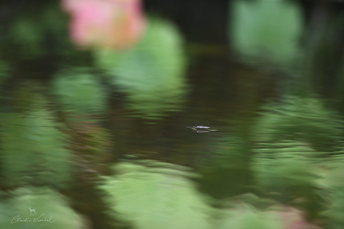 oregon waterstrider pondskater chetcoriver insect gerridae