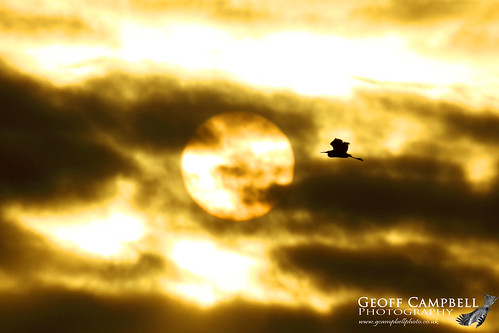 littleegret egrettagarzetta heron bird avian nature wildlife mallorca spain gcampbellphoto flight bif birdinflight sunset