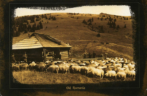 romania postcard sepia postcrossing mail sheeps sheperd card landscape