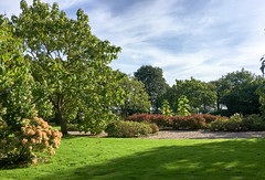 Jardin Shamrock (1)