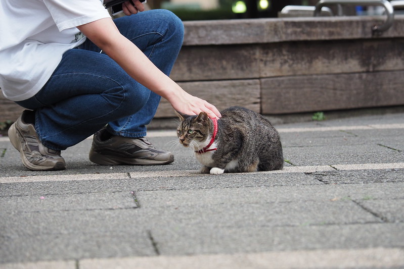 東池袋中央公園の猫。一軍広場コーナーのボスキジ