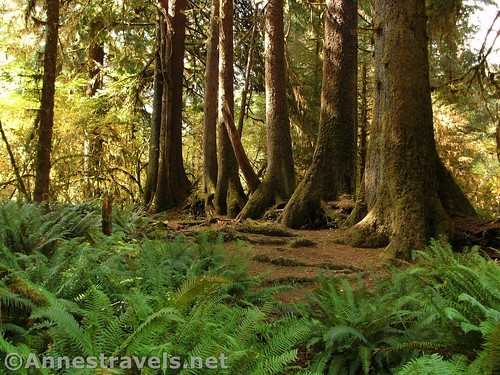 Ferns and trees in the Hoh Rainforest, Olympic National Park, Washington