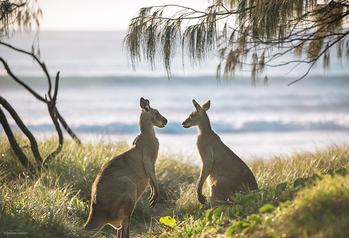 kangaroo fight noosanorthshore love hate sunshinecoast australia queensland morning campsite golden sunrise
