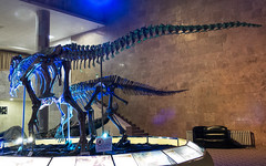 Central Museum of Mongolian Dinosaurs - Ulaanbaatar