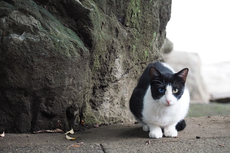 東池袋中央公園の猫。黒白八割れオッドアイ。