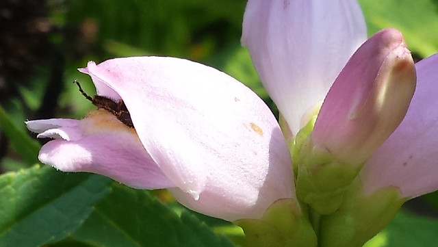 one bumblebee leg sticking out of a light-pink blossom