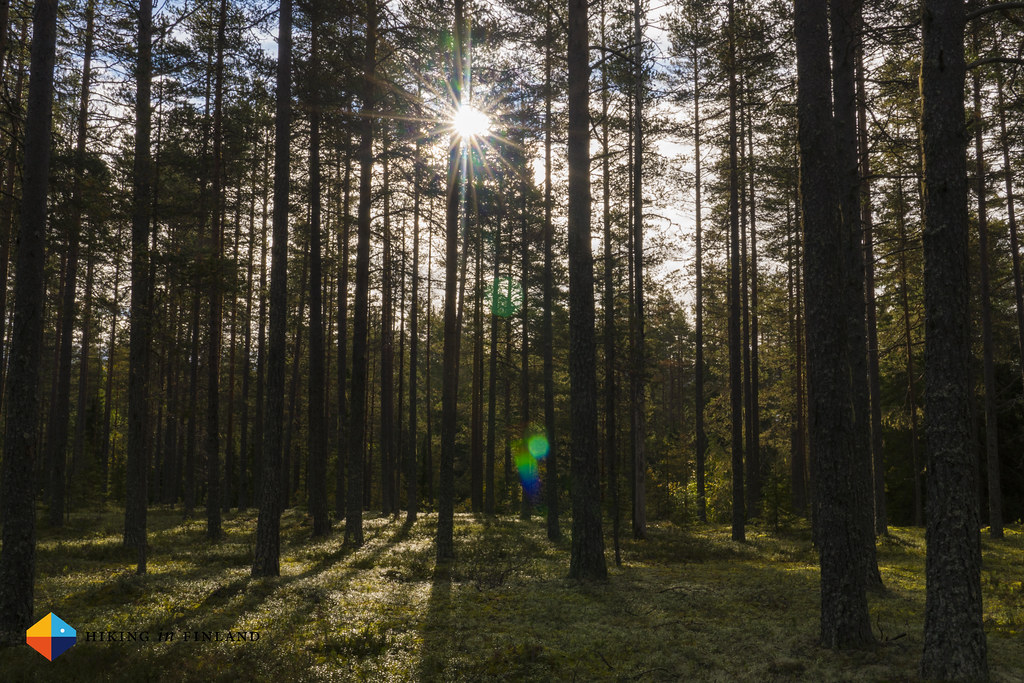 Sunshine in the Pine Forest