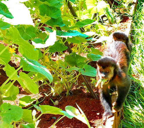 Macaco-prego com pepinos