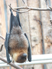 Cerza Zoo - fruit bat - Photo of La Chapelle-Hareng