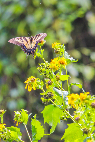 butterflies timmermantrail 2017 midlands summer lexingtoncounty cayce southcarolina unitedstates us