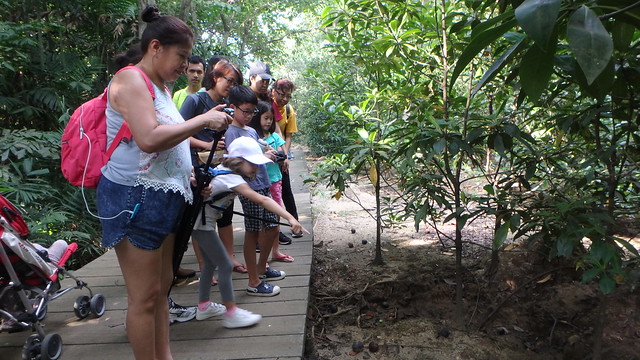 Pasir Ris Mangrove Boardwalk tour with the Naked Hermit Crabs