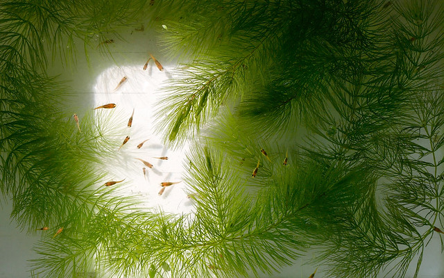 アナカリス オオカナダモ 大加奈陀藻 金魚藻 ビオトープ 水生植物 Egeria densa メダカ