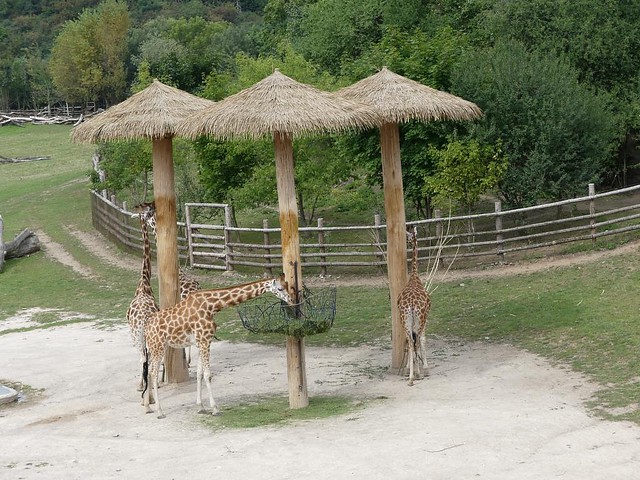 Afrikasavanne, Zoo Prag