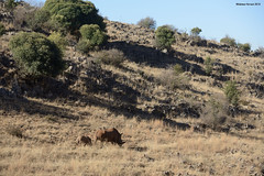 Rhinoceros Family