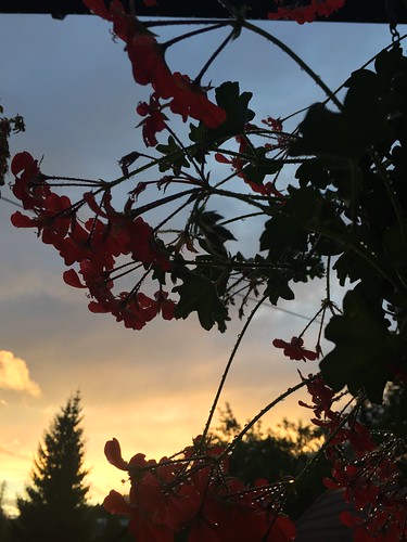 austria bach carinthia europa europe flowers kärnten oesterreich österreich sunset