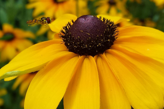 much smaller bee mimic, or hoverfly, hovering to the left of the center disk