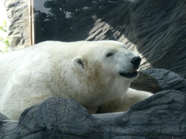 Eisbär, Zoo Prag