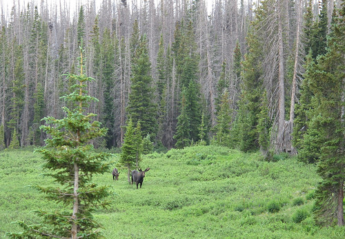 wyoming wildlife mountains forest moose alcesalces cervidae bullmoose native fauna mooseontheloose 10180ft3103melevation snowyrange rockymountains highcountry rockies nativewildlife view summer highrockies medicinebownationalforest adventure exploration travel hiking wilderness outinthewild wyomingexpedition2017 outdoors nature canonpowershotg12 pspx9 zoniedude1 earthnaturelife